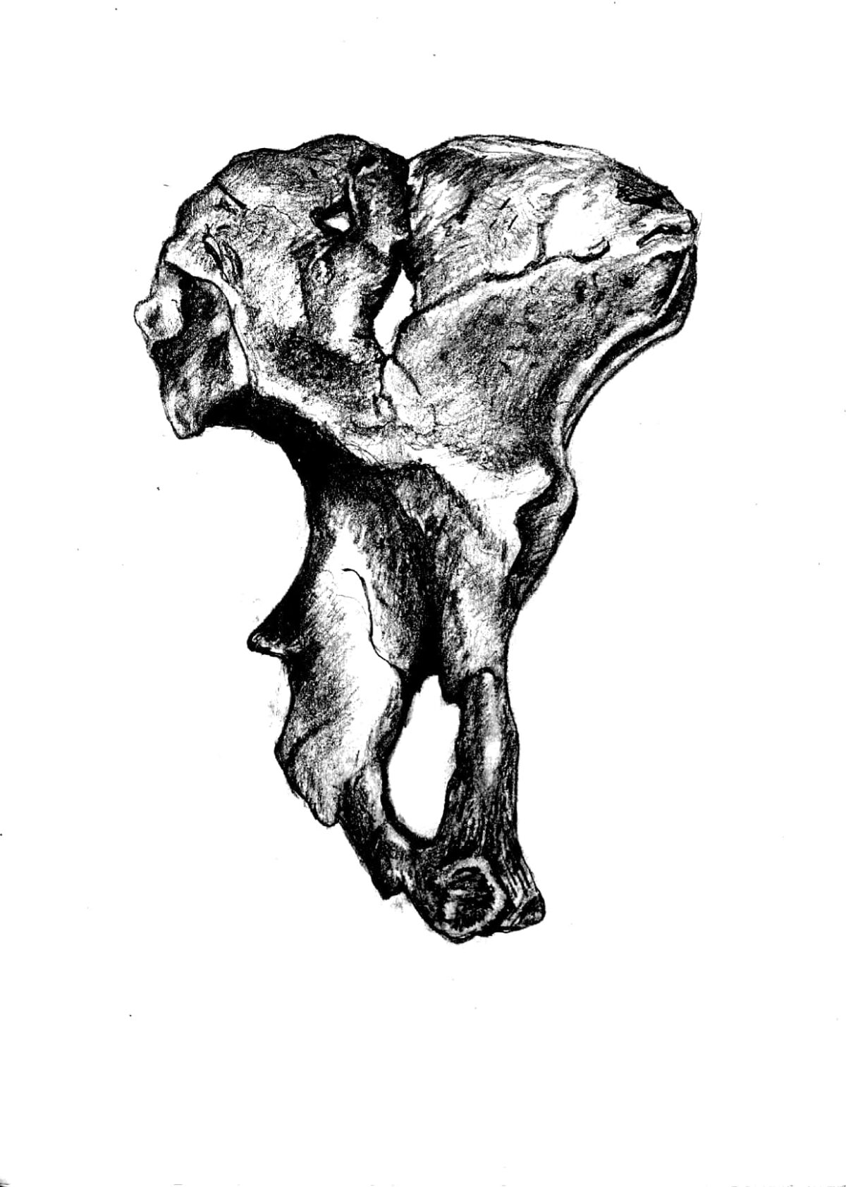 A black ink drawing of a human pelvis bone.